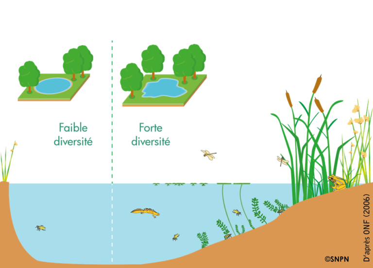diversité dune mare selon le tracé