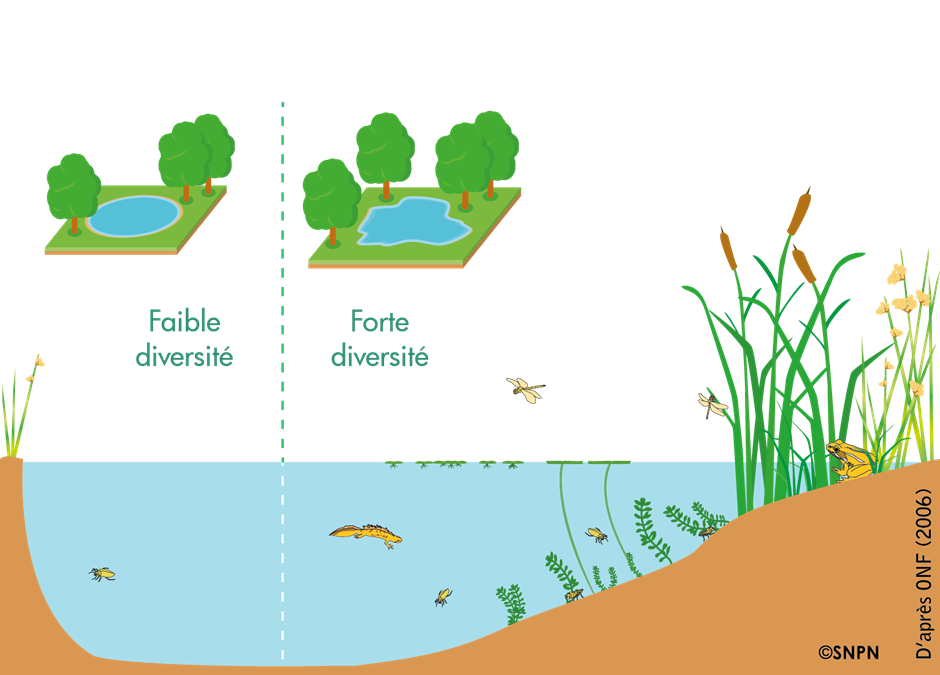 Cr er Une Mare Les Oasis Du Climat Et De La Biodiversit Cr er Une Mare Les Oasis Du Climat Et De La Biodiversit