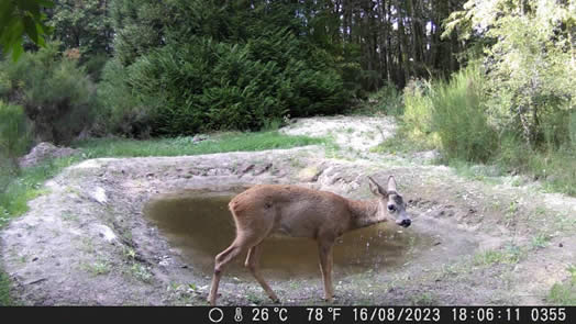 Biche aux abords d'une mare