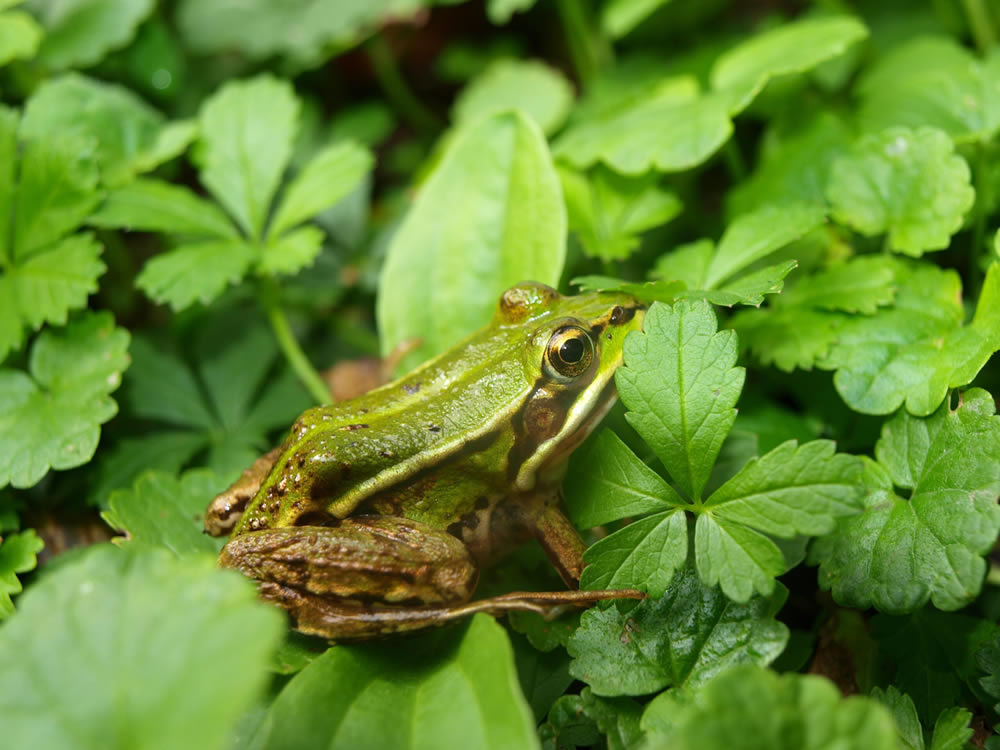 Amphibiens