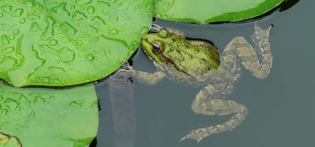 Mare et grenouille